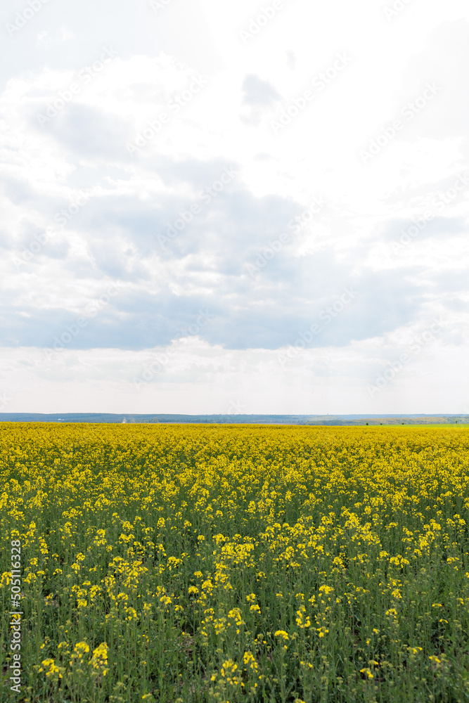 Rapeseed fields panorama. Blooming yellow canola flower meadows.