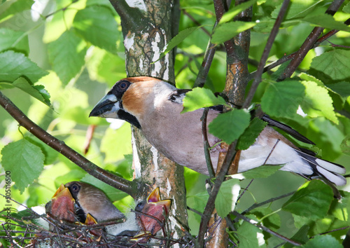 n exorbitantly large and powerful beak is necessary for the Hawfinch to crack the hard shells of the nuts and seeds with which it feeds