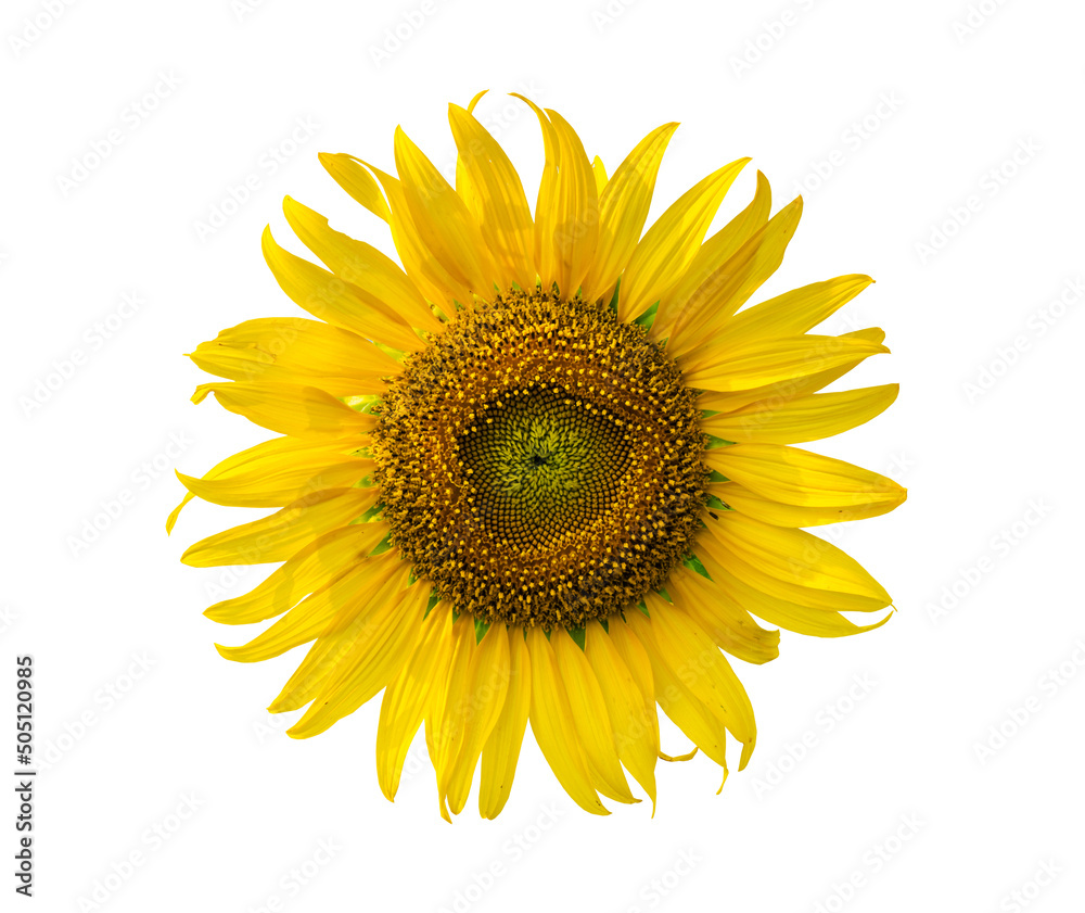 Fototapeta premium Beautiful sunflower isolated on white background. Save Clipping path.