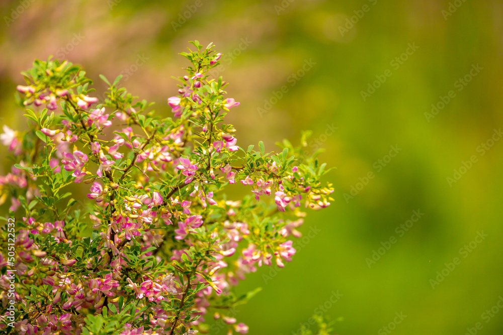 Blooming garden spring flowers. Blooming camel thorn in spring. Medicinal plant, pink flowers. Delicate floral landscape with blurry background and copy space. Blooming garden spring flowers. Blooming camel thorn in spring. Medicinal plant, pink flowers. Delicate floral landscape with blurry background and copy space.