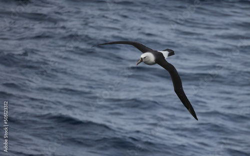 Indian Yellow-nosed Albatross near Marion Island