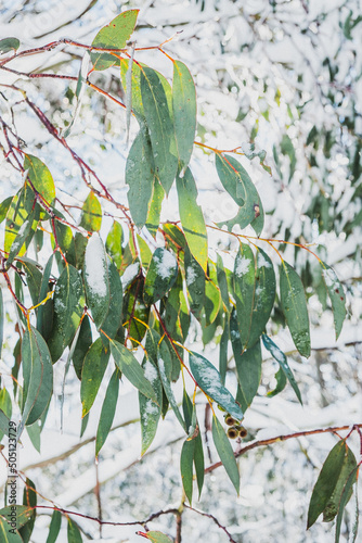 Snow and gm tree leaves.