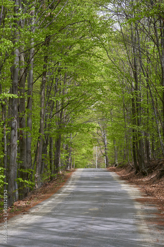 Obraz premium Empty road through the forest in the summer
