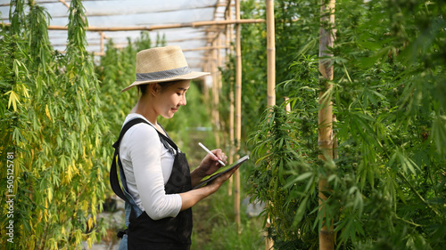 Smiling young smart farmer using digital tablet to monitor control marijuana or cannabis plantation in greenhouse. Agriculture and herbal medicine. photo