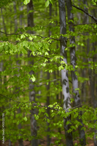 Beech forest in the summer