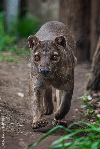 Endemic Madagascar fossa running on the path, Cryptoprocta ferox