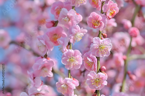 ピンク色のしだれ梅の花