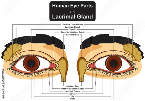 Human eye parts and lacrimal gland infographic diagram structure anatomy duct eyelid superior inferior canal puncta sclera iris pupil cartoon vector drawing chart illustration scheme biology science photo