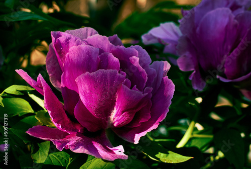 Fototapeta Naklejka Na Ścianę i Meble -  Photo of peony (paeonia officinalis) flowers with morning dew in sunlight