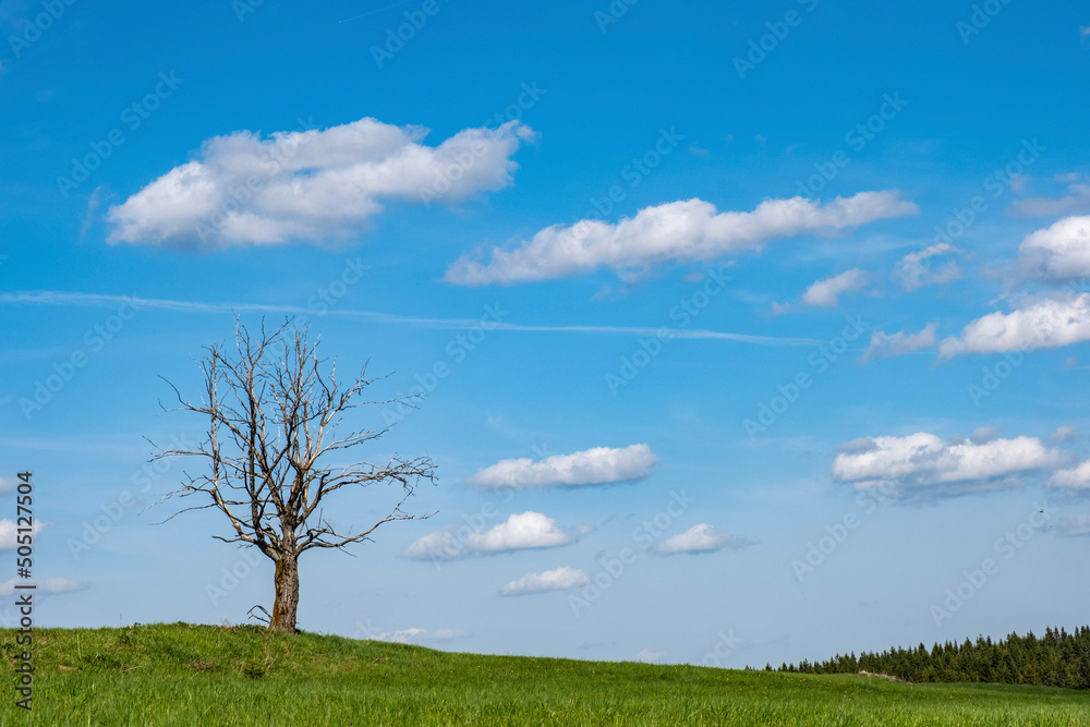 Obraz premium field and blue sky
