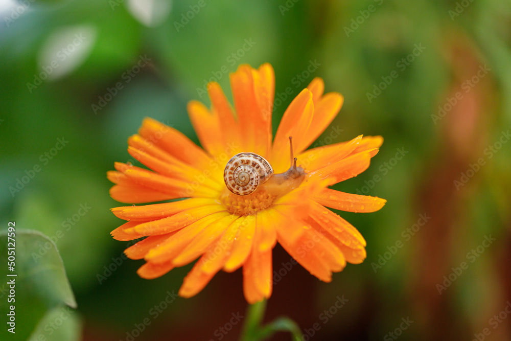 Obraz premium Close-Up Of Snail On Yellow Flower.