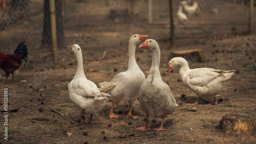 Fotografija domestic geese, rural household concept, poultry farm, goose farm