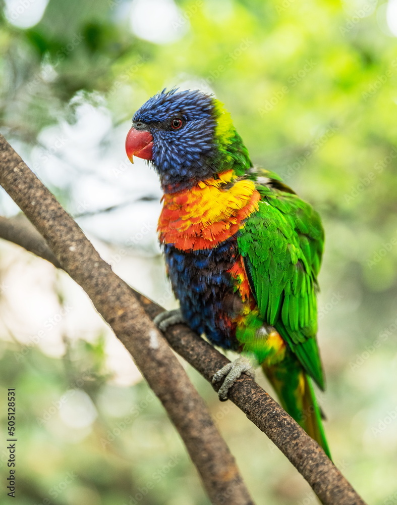 Coconut lorikeet or colorful parrot sitting on a branch.