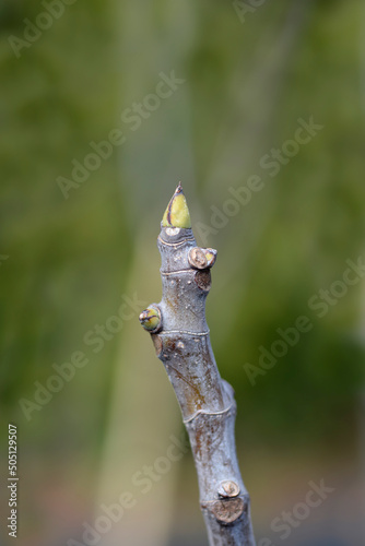 Fig Tree Brogiotto Nero photo