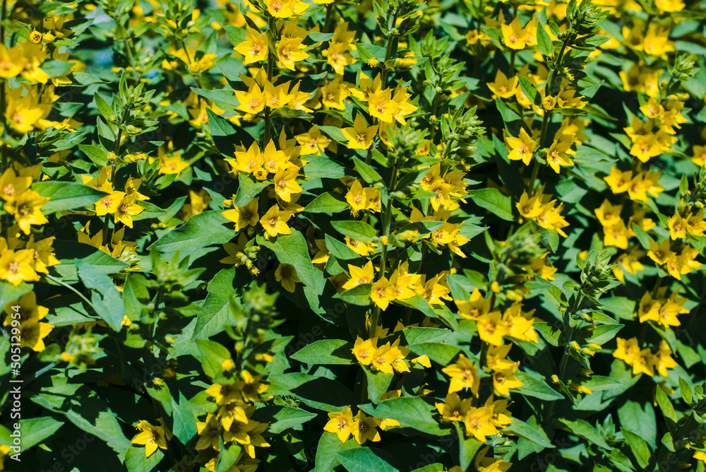 Obraz premium yellow leaves background
