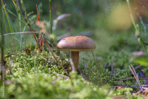 Mushroom hunting, grzybobranie photo