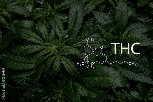 Tetrahydrocannabinol. Cannabis plant close up with chemical formula THC. photo