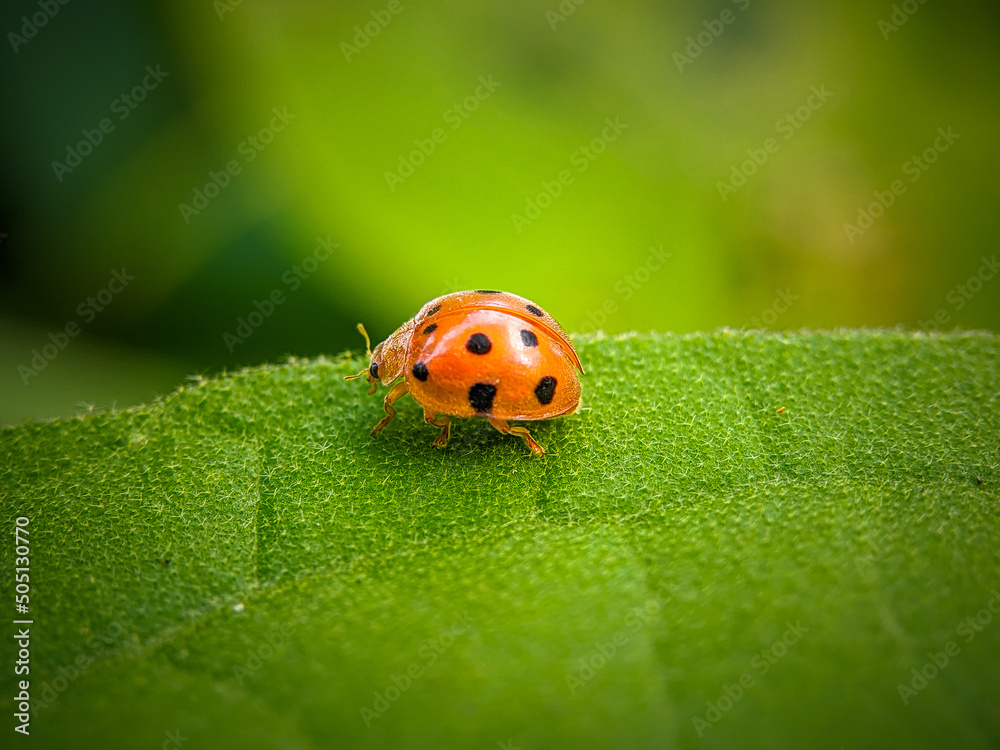Obraz premium ladybug on a leaf