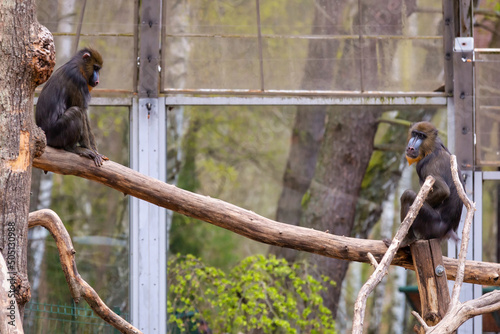 Mandrill monkeys in the zoo