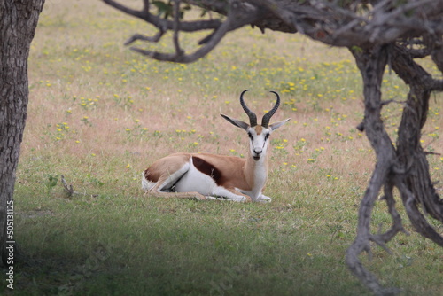 Springbuck - Etosha National Park - Namibia
