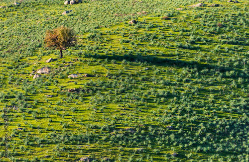 Single tree in a green field and its shadow