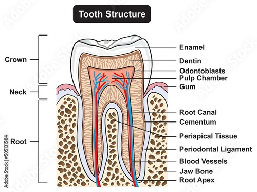 Human tooth structure anatomy infographic diagram teeth parts for dentistry medical science education cartoon vector drawing cross section illustration dental poster orthodontist crown root