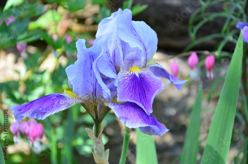 Closeup of a purple Iris flower