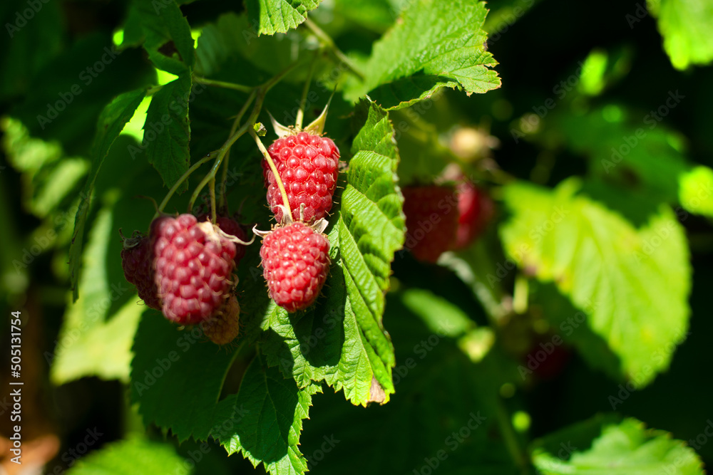 Close-up of ripe organic raspberry hanging on a branch in the fruit garden Close-up of ripe organic raspberry hanging on a branch in the fruit garden