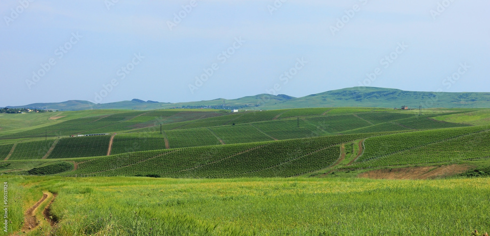 Large vineyards extending beyond the horizon.