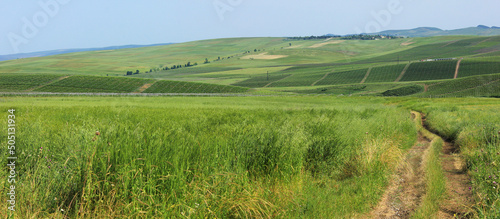 Large vineyards extending beyond the horizon.