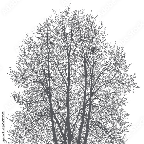 Silhouettes of trees and branches on a white background. Realistic black and white illustration of a linden tree