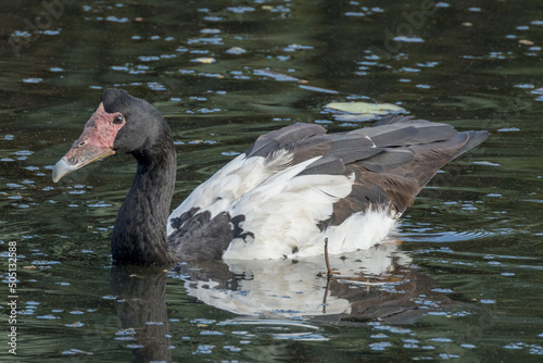 Magpie Goose in Queensland Australia