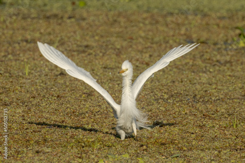 Intermediate or Plumed Egret in Queensland Australia photo