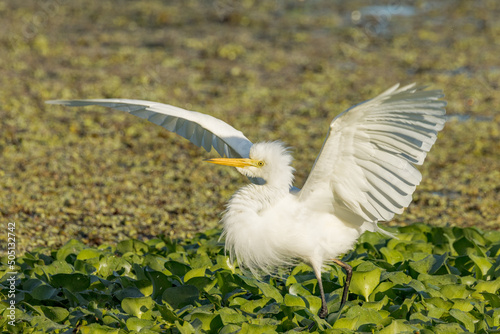 Intermediate or Plumed Egret in Queensland Australia photo