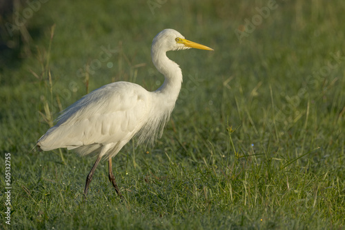 Intermediate or Plumed Egret in Queensland Australia photo