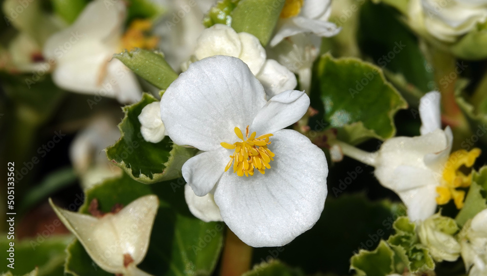 Flowers Begonia evergreen Flowers Begonia evergreen