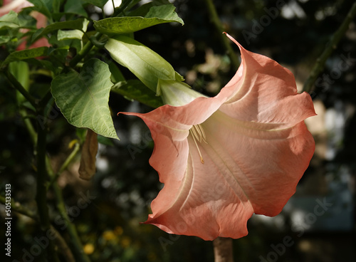 Flowers Brugmansia Fragrant photo