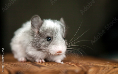 Our little gray chinchilla looks ahead, dark background