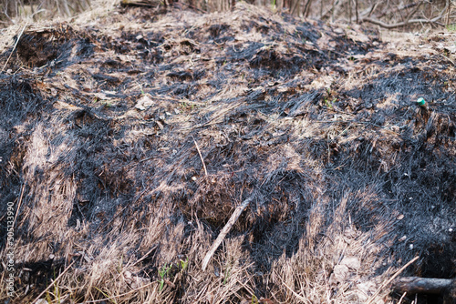 Background of a burned grass from a field. Burned grass.