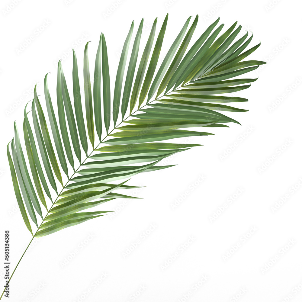 Coconut leaves abstract green nature tropical leaves palm trees. Summer concept isolated on white background. 3D Rendering