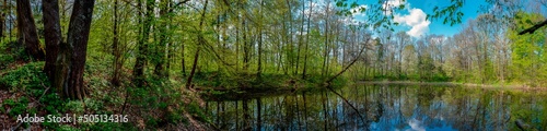 Panorama of forest lakes in spring, young leaves and freshly blossomed buds of trees and shrubs © mikhailgrytsiv