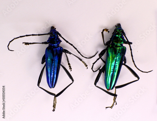 Metallic breen and blue longhorn beeltes Mecosaspis croesus isolated. Collection beetles. Cerambycidae. Entomology. photo