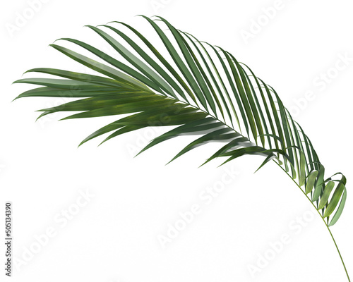 Coconut leaves abstract green nature tropical leaves palm trees. Summer conce...