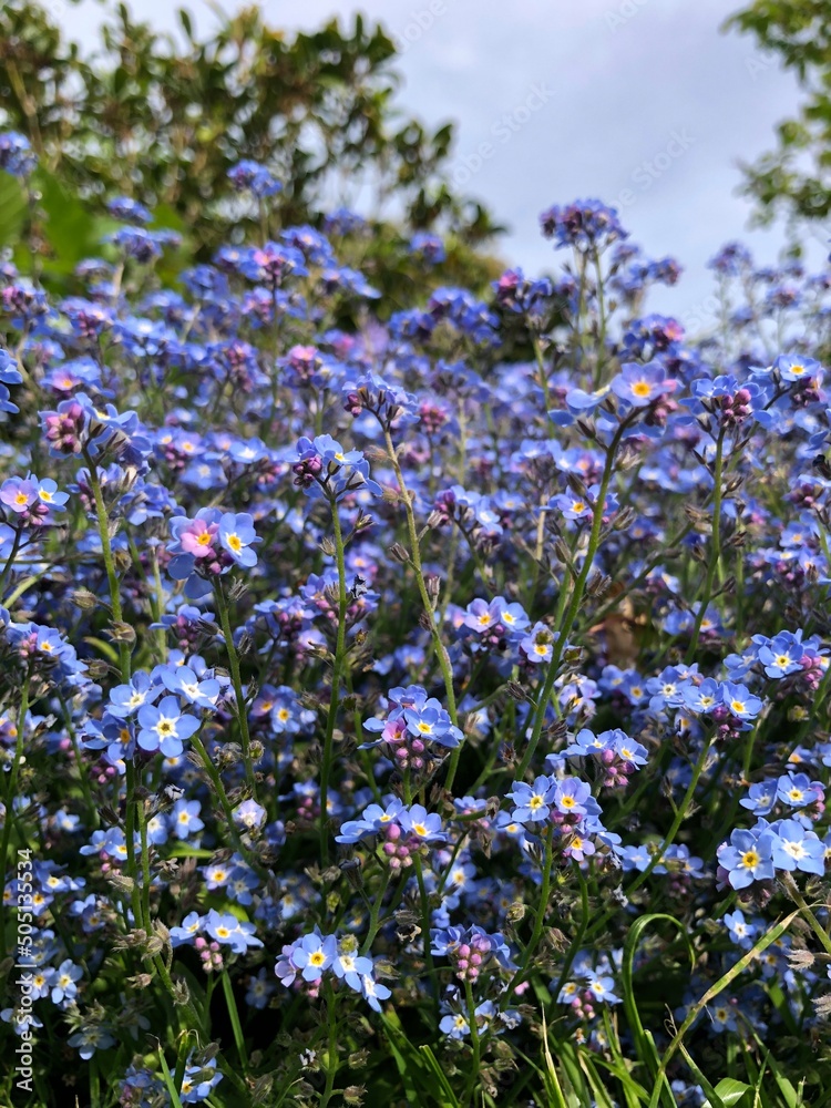 Obraz premium Forget-me-not in flower in late April in a garden, United Kingdom
