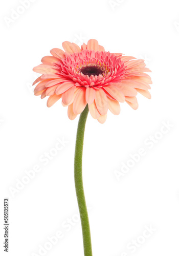 Beautiful pink gerbera flower isolated on white