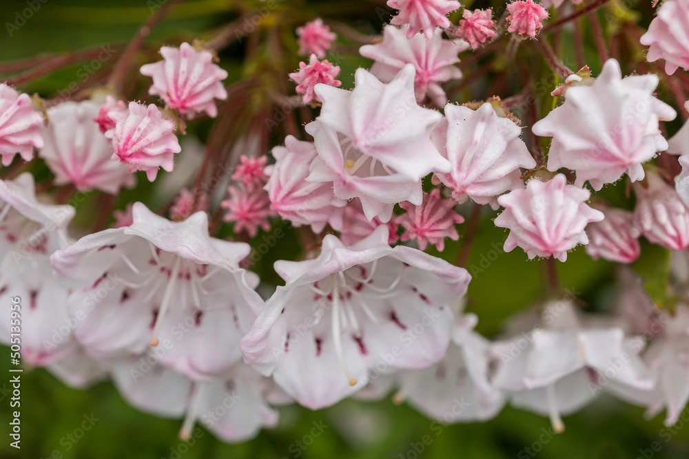 Obraz premium Kalmia (Kalmia latifolia) flowers in a Japanese garden