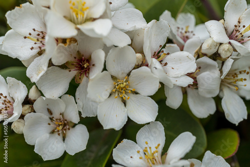 Small, white, pretty flowers; Raphiolepis umbellata photo