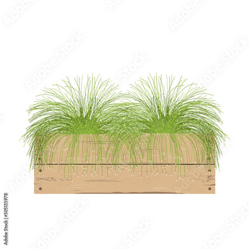 Isolepis plant in stylish wooden container. Fiber optic grass in a flower pot isolated on white. Scirpus cernuus. Vector illustration