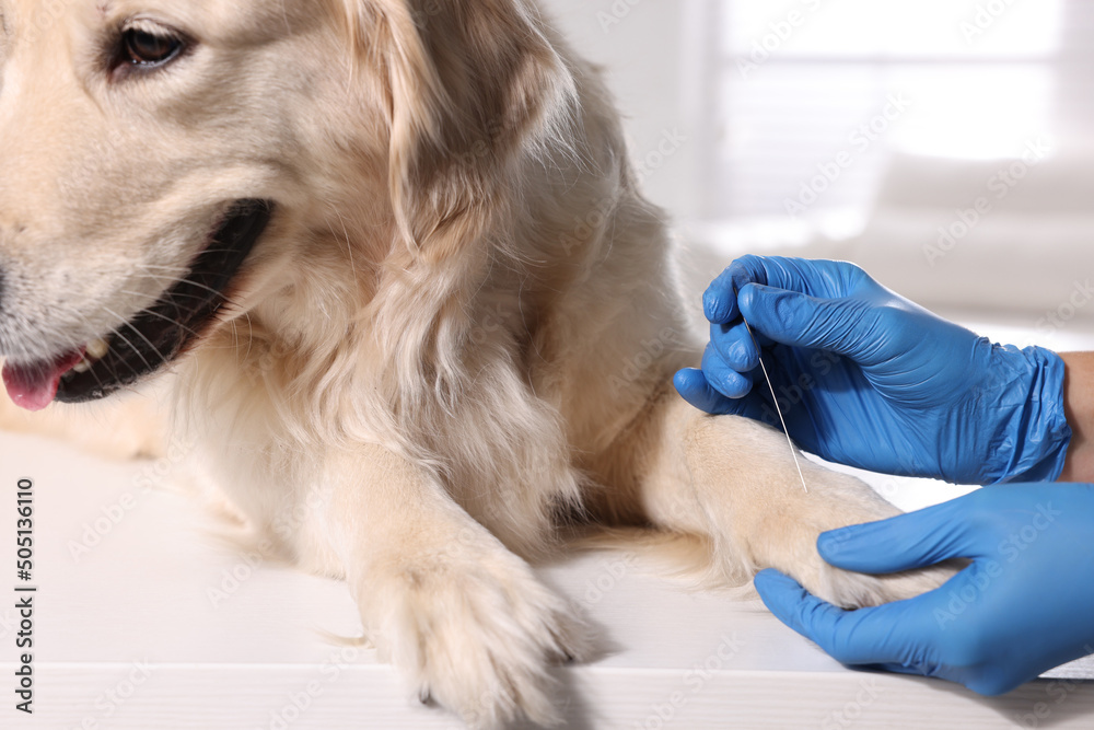 Veterinary holding acupuncture needle near dog's paw in clinic, closeup. Animal treatment - obrazy, fototapety, plakaty 