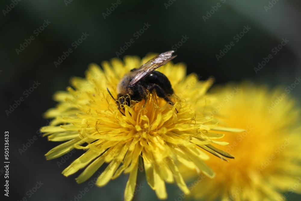 bee on flower